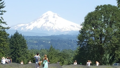 Farm «Oregon Lavender Farm», reviews and photos, 20949 S Harris Rd, Oregon City, OR 97045, USA