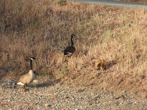 Park «Los Gatos Creek County Park», reviews and photos, 1250 Dell Ave, Campbell, CA 95008, USA