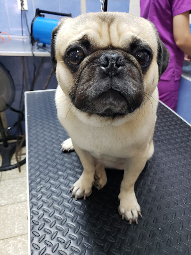 Veterinaria y Alimentos Morelos