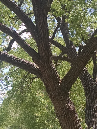 Golf Club «Highlands Ranch Golf Club», reviews and photos, 9000 Creekside Way, Highlands Ranch, CO 80129, USA