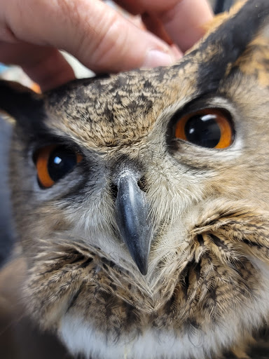 Animal Medical Center of Corona image