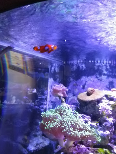 Aquarium «Sea Oddities», reviews and photos, 128 Broad St, Kingsport, TN 37660, USA