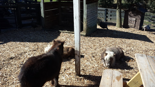 Farm «Tanglewood Farm Miniatures», reviews and photos, 171 Tanglewood Dr, Canton, GA 30115, USA