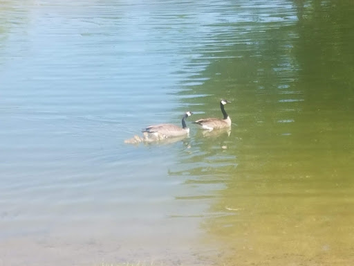 Park «Spring Meadow Lake State Park», reviews and photos, 930 Country Club Ave, Helena, MT 59620, USA