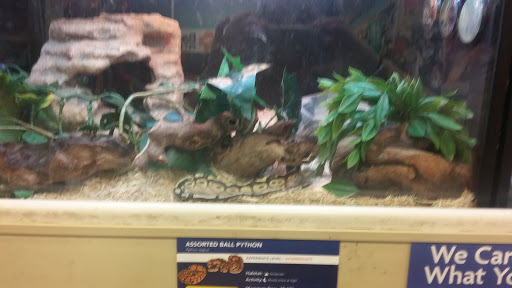 Pet Supply Store «PetSmart», reviews and photos, 1072 Bullsboro Dr, Newnan, GA 30265, USA