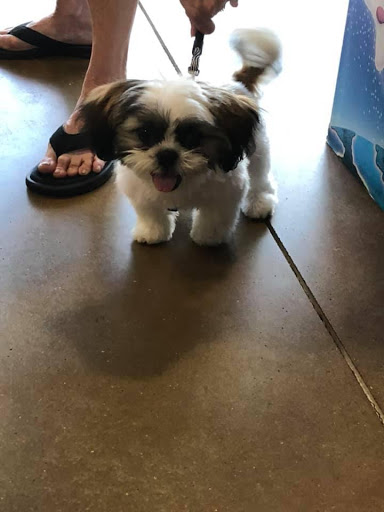 Pet Supply Store «Dog Gone Holistic-SouthShore», reviews and photos, 13131 US-301, Riverview, FL 33578, USA