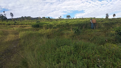 PT. Perkebunan Nusantara VIII Kebun Ciater Afdeling Cater III