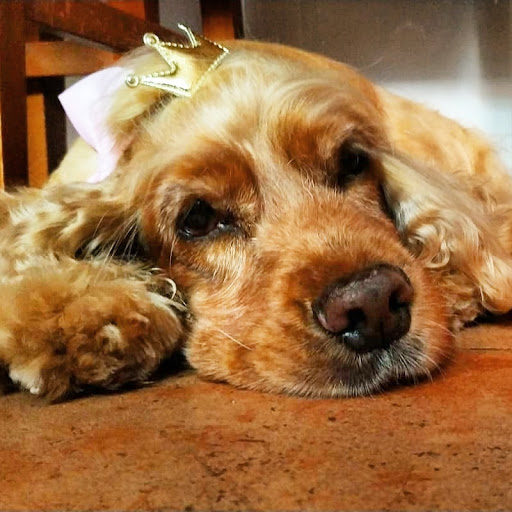 Clínica Veterinaria Gat I Gos Elche en Elche