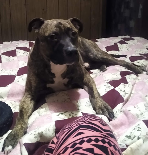 Pet Supply Store «Petco Animal Supplies», reviews and photos, 131 Topsham Fair Mall Rd #1, Topsham, ME 04086, USA