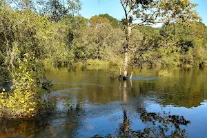 Edisto River Wildlife Management Area image