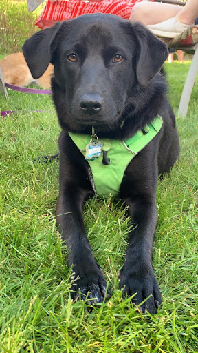 Pet Supply Store «Thomaston Feed of Cheshire», reviews and photos, 851 S Main St, Cheshire, CT 06410, USA