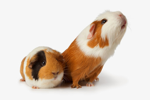 Royal Oak Pet Clinic image