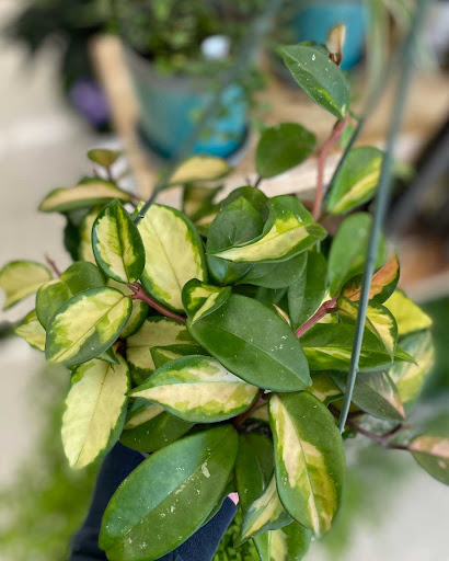 Home Improvement Store «Duvall True Value Hardware», reviews and photos, 15320 Brown Ave NE, Duvall, WA 98019, USA