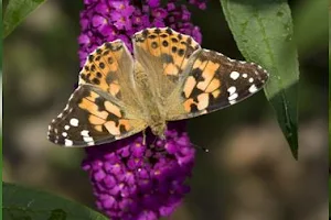 Butterfly Conservation image