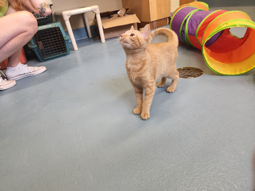 New Haven Animal Shelter