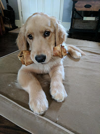 Charlotte Natural Animal Clinic - Photo 5 - Car repair in Charlotte, NC, Charlotte