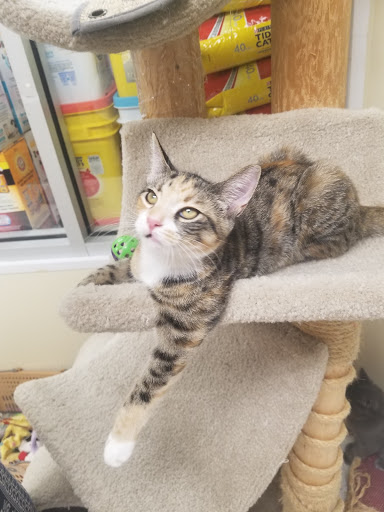 Pet Supply Store «Petco Animal Supplies», reviews and photos, 806 Sunrise Hwy, Baldwin, NY 11510, USA