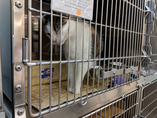 Pet Supply Store «PetSmart», reviews and photos, 12142 Jefferson Ave, Newport News, VA 23602, USA