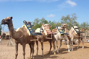 Camel Park image