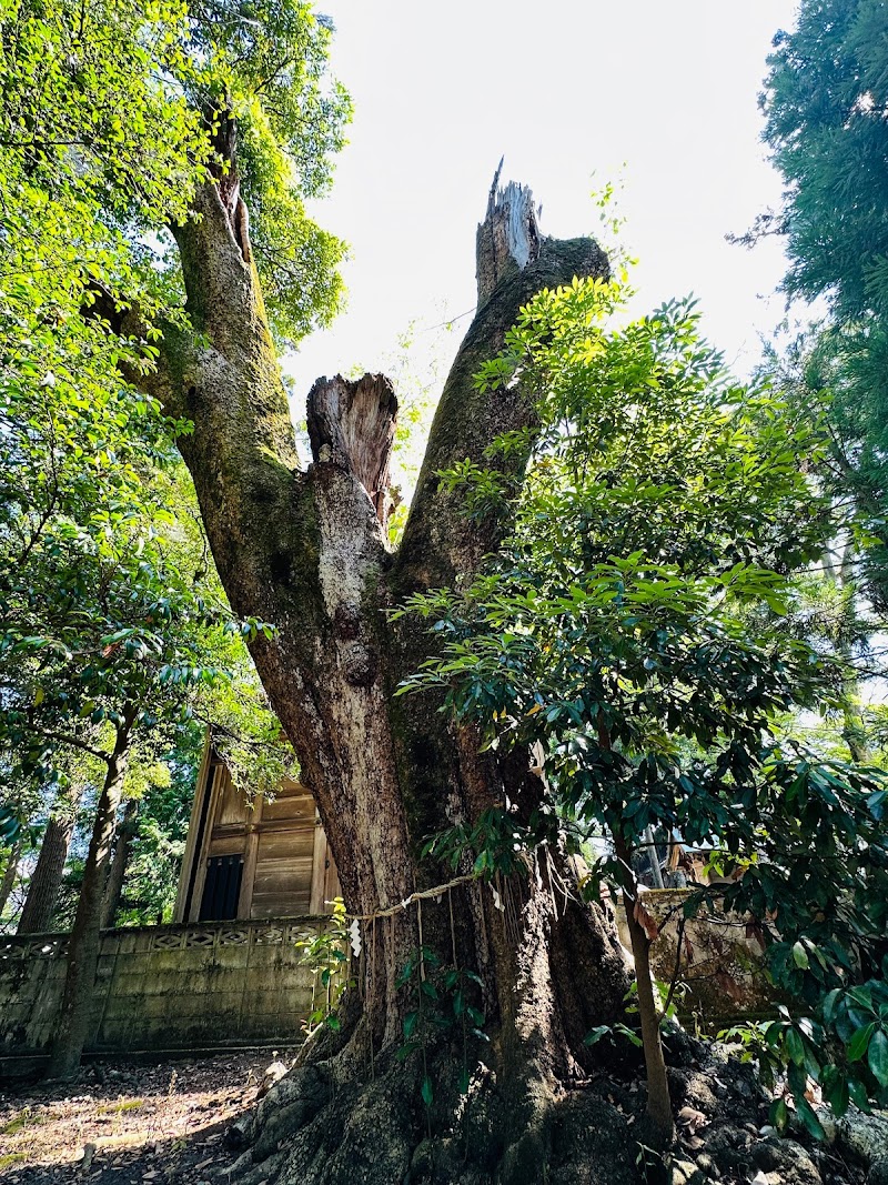 森神社のタブノキ