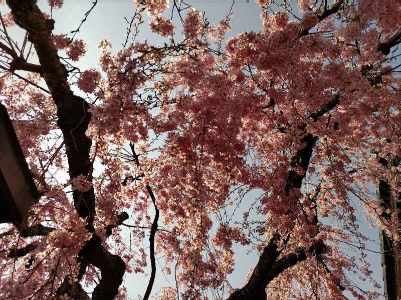 石橋屋の枝垂桜