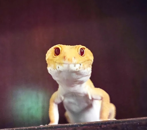 Pet Supply Store «Pet Bazaar», reviews and photos, 490 FL-436, Casselberry, FL 32707, USA