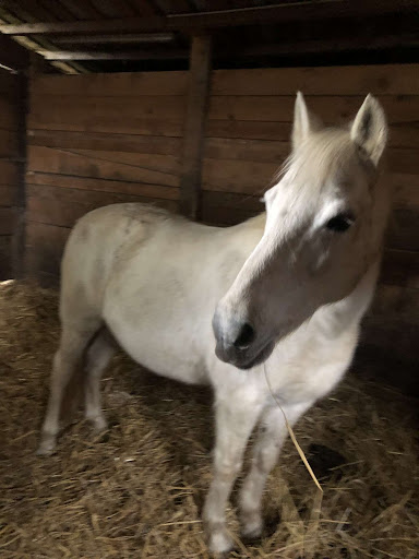 PONEY CLUB DE L'AIN à Francheleins, Ain