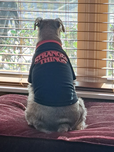 Pet Supply Store «PetSmart», reviews and photos, 11331 Causeway Blvd, Brandon, FL 33511, USA