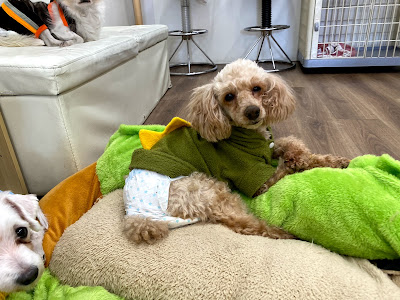 コレクション 保護 犬 カフェ 天満 230279-保護犬カフェ 天満 インスタ