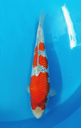 Photo n°13 de Saint Morat Pisciculture à Thouron ()