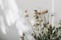 Katie Monroe Photography - Car repair in , Santa Rosa - Rated 5.0/5