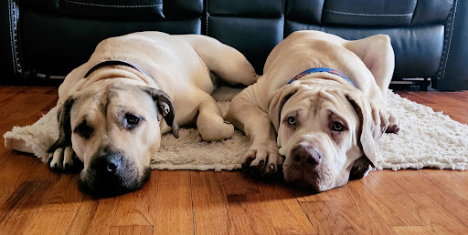 Pet Supply Store «Concord Pet Foods & Supplies», reviews and photos, 135 Aerenson Dr, Milford, DE 19963, USA