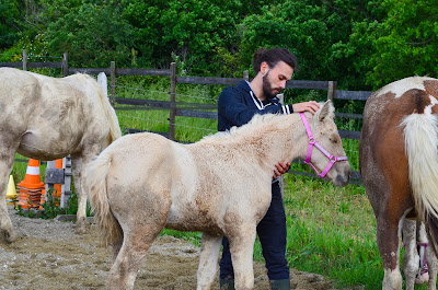 Flavien Gaudard Ostéopathe Animalier à Roanne