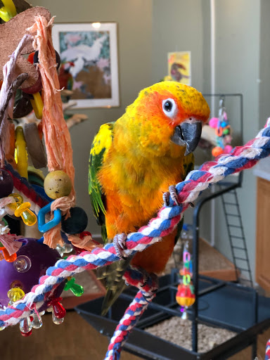 Bird Shop «Parrot & Bird Emporium Inc», reviews and photos, 360 N Westfield St, Feeding Hills, MA 01030, USA