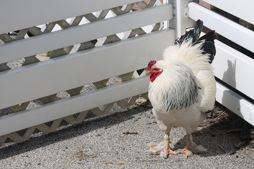 Zoo «Miller Park Zoo», reviews and photos, 1020 S Morris Ave, Bloomington, IL 61701, USA