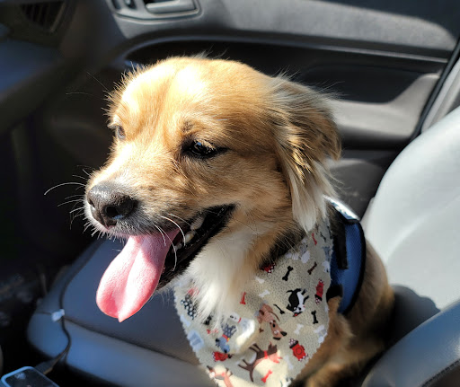 Pet Groomer «Weymouth Dog Shop», reviews and photos, 1192 Washington St, East Weymouth, MA 02189, USA