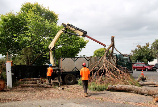 Auckland Tree Services