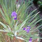 Photo n°1 de l'avis de sonia.a fait le 29/04/2021 à 06:33 sur le  Ristorante Pizzeria La Piota à Dubino