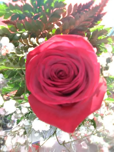 Florist «Flowers By Katarina Inc», reviews and photos, 608 Pulaski Hwy, Joppa, MD 21085, USA