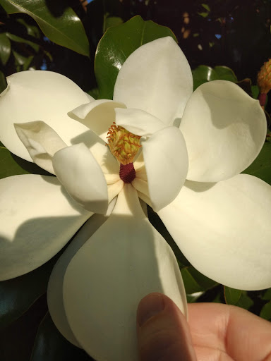 Park «Magnolia Park», reviews and photos, 1810 NW 192nd Ave, Hillsboro, OR 97124, USA