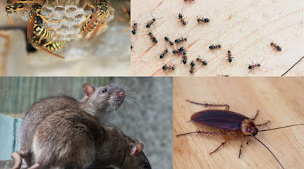 Pest Control Surrey | Pestzap LTD Pest Exterminators Ants ,Bed Bugs,Rat ,Cockroach,Mice