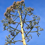 Photo n°4 de l'avis de Franziska.o fait le 28/10/2021 à 09:15 sur le  Vannulo mozzarelle à Capaccio Scalo