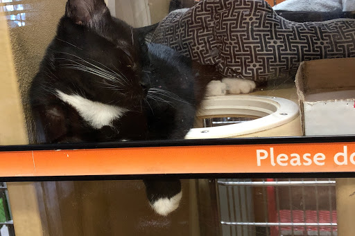 Pet Supply Store «PetSmart», reviews and photos, 238 Atlantic Ave, Brooklyn, NY 11201, USA