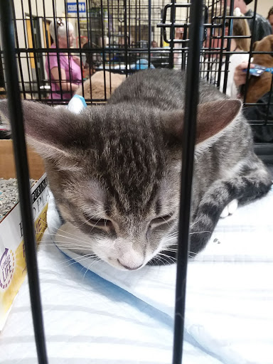 Pet Supply Store «PetSmart», reviews and photos, 5005 S 74th St, Greenfield, WI 53220, USA