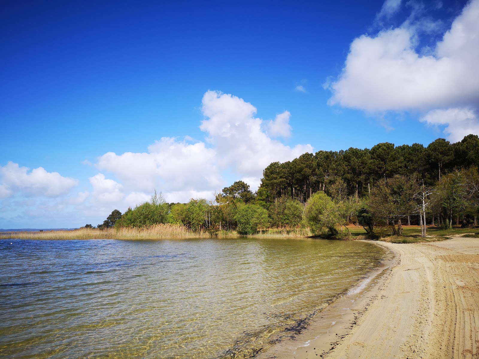 Photo of Sanguinet plage wild area