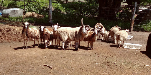 Zoo «Cricket Hollow Zoo», reviews and photos, 1512 210th St, Manchester, IA 52057, USA