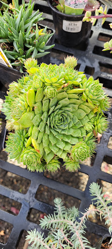 Hardware Store «McLendon Hardware», reviews and photos, 1111 Fryar Ave, Sumner, WA 98390, USA