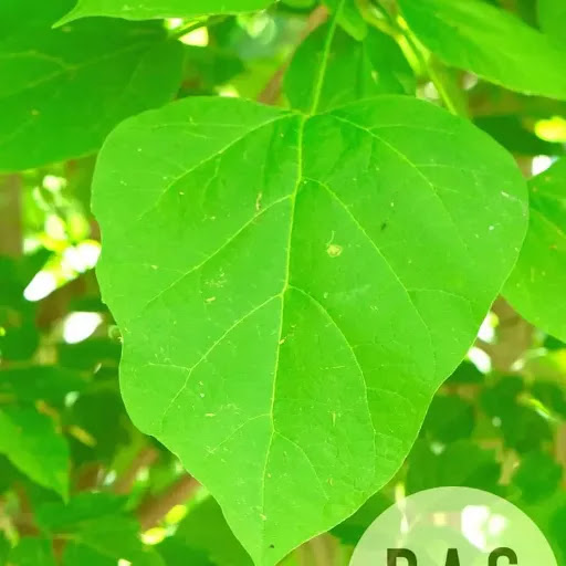 Nature Preserve «Canawaugus Park», reviews and photos, Rochester St, Scottsville, NY 14546, USA