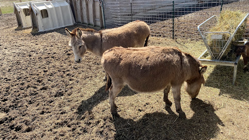 Tourist Attraction «Bloomsbury Farm», reviews and photos, 3260 69th St, Atkins, IA 52206, USA