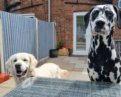 All Star Pops Paws boarding and daycare